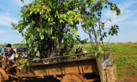 Chương trình trồng cây phân tán năm 2018 trên địa bàn huyện Krông Bông