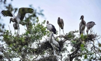 Tăng cường thực hiện Chỉ thị của Thủ tướng về bảo tồn chim hoang dã, chim di cư tại Việt Nam