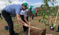 Chương trình trồng cây phân tán năm 2019