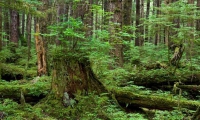 Tăng mức xử phạt vi phạm hành chính về chi trả dịch vụ môi trường rừng