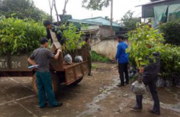 Chương trình hỗ trợ trồng cây phân tán năm 2018  tại xã Dliê Yang, huyện Ea H’leo