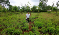 Thị xã Buôn Hồ và huyện Krông Năng hoàn thành trồng cây phân tán năm 2021