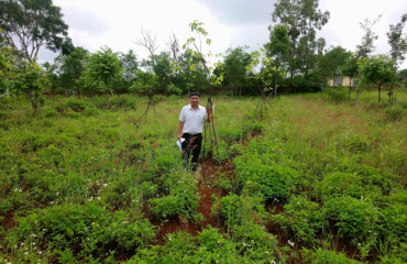 Thị xã Buôn Hồ và huyện Krông Năng hoàn thành trồng cây phân tán năm 2021