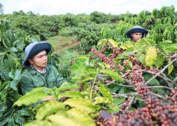 Cuộc thi “Tìm kiếm giải pháp, sáng kiến trong việc thực hiện cơ cấu lại ngành nông nghiệp tỉnh Đắk Lắk giai đoạn 2020 – 2025, định hướng đến năm 2030”