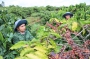 Cuộc thi “Tìm kiếm giải pháp, sáng kiến trong việc thực hiện cơ cấu lại ngành nông nghiệp tỉnh Đắk Lắk giai đoạn 2020 – 2025, định hướng đến năm 2030”