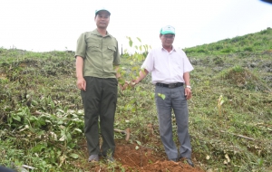 Tiếp tục nhận hỗ trợ tiền trồng và chăm sóc cây xanh trên địa bàn tỉnh