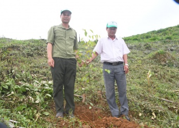Tiếp tục nhận hỗ trợ tiền trồng và chăm sóc cây xanh trên địa bàn tỉnh