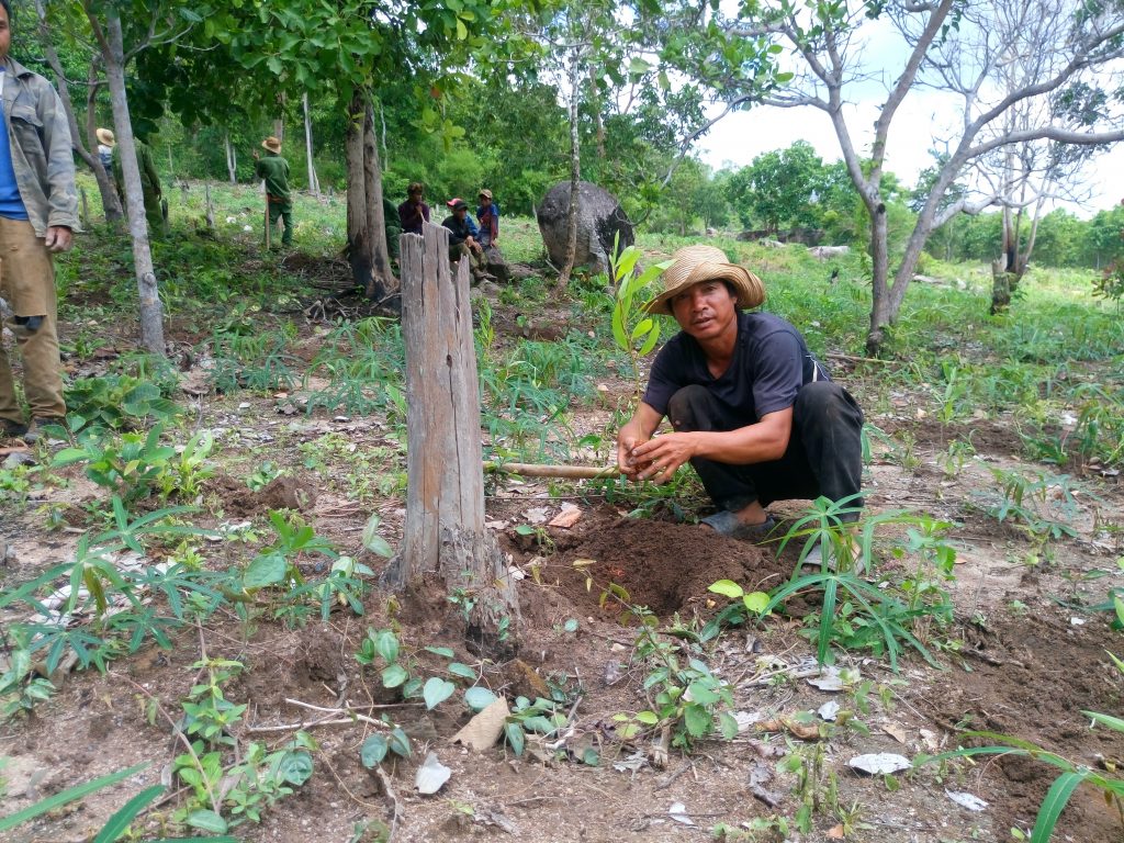 Rừng trồng của cộng đồng Buôn Ta ly - Quỹ Bảo vệ và Phát triển ...